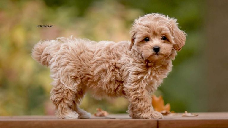 Best Dog Breeds for Families and First-Time Owners Best Dog Breeds for Families and First-Time Owners