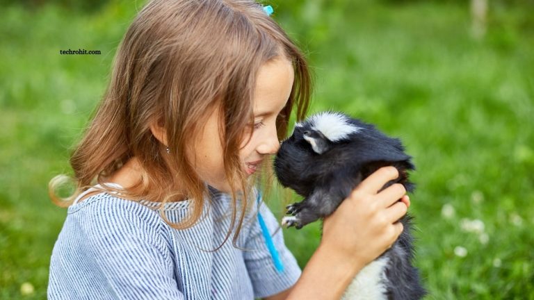 Best Exotic Pets for Responsible Owners Best Exotic Pets for Responsible Owners