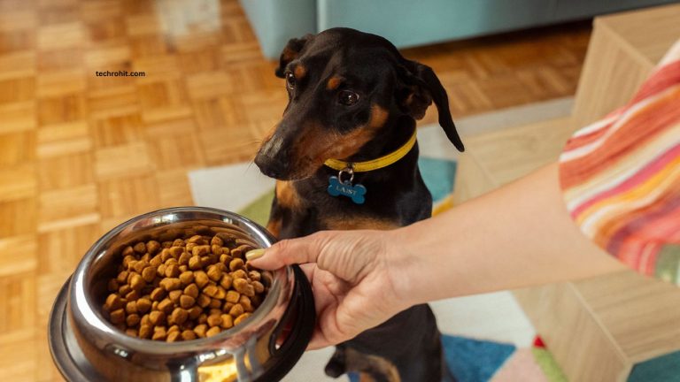 Best Pet Foods Recommended by Experts Best Pet Foods Recommended by Experts