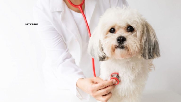 Common Pet Health Problems and How to Prevent Them Common Pet Health Problems and How to Prevent Them