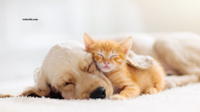Complete Guide to Caring for Puppies and Kittens