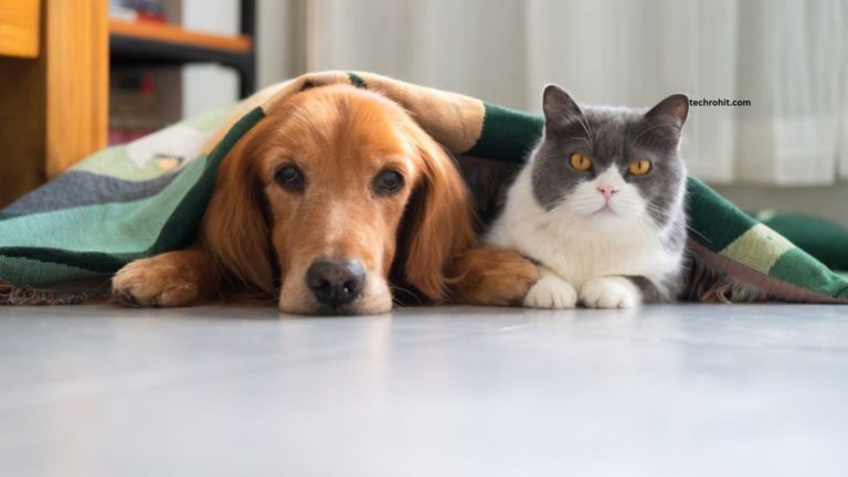 Essential Pet Care Tips Every Owner Should Know Essential Pet Care Tips Every Owner Should Know