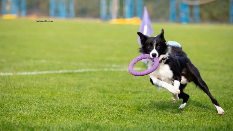Fun Activities to Keep Your Pets Active Every Day Fun Activities to Keep Your Pets Active Every Day