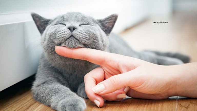 How to Keep Your Cat Healthy and Happy