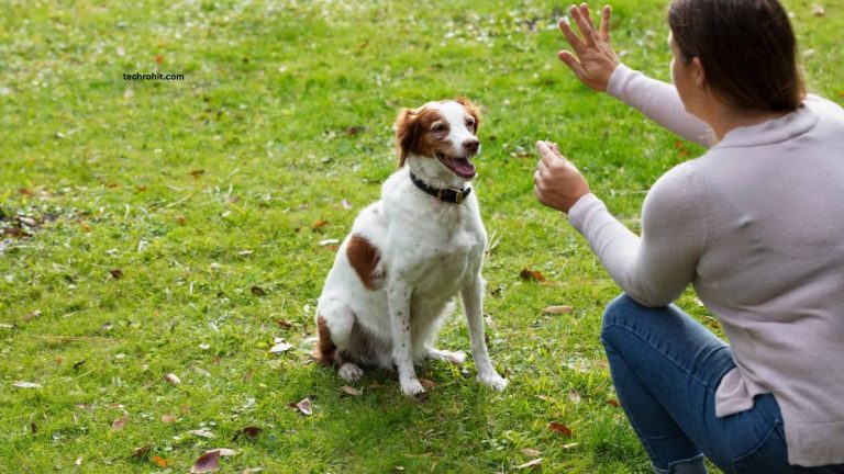How to Train Your Dog Using Positive Reinforcement How to Train Your Dog Using Positive Reinforcement