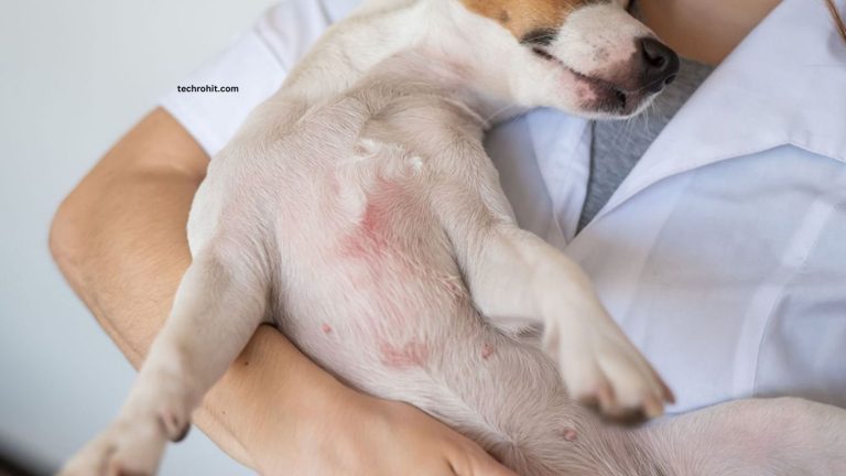 Pet Grooming Tips for Healthier Fur and Skin Pet Grooming Tips for Healthier Fur and Skin