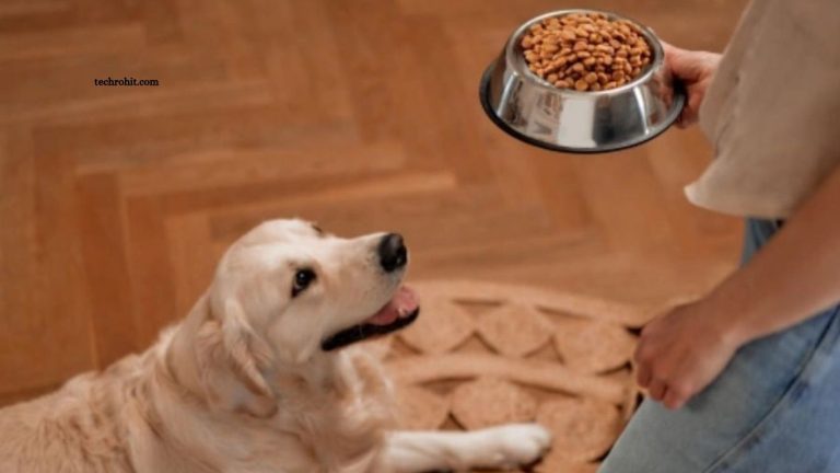 Pet Nutrition Tips for a Longer, Healthier Life Pet Nutrition Tips for a Longer, Healthier Life