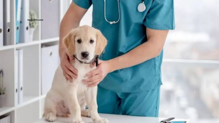Signs Your Pet Needs Immediate Veterinary Care Signs Your Pet Needs Immediate Veterinary Care